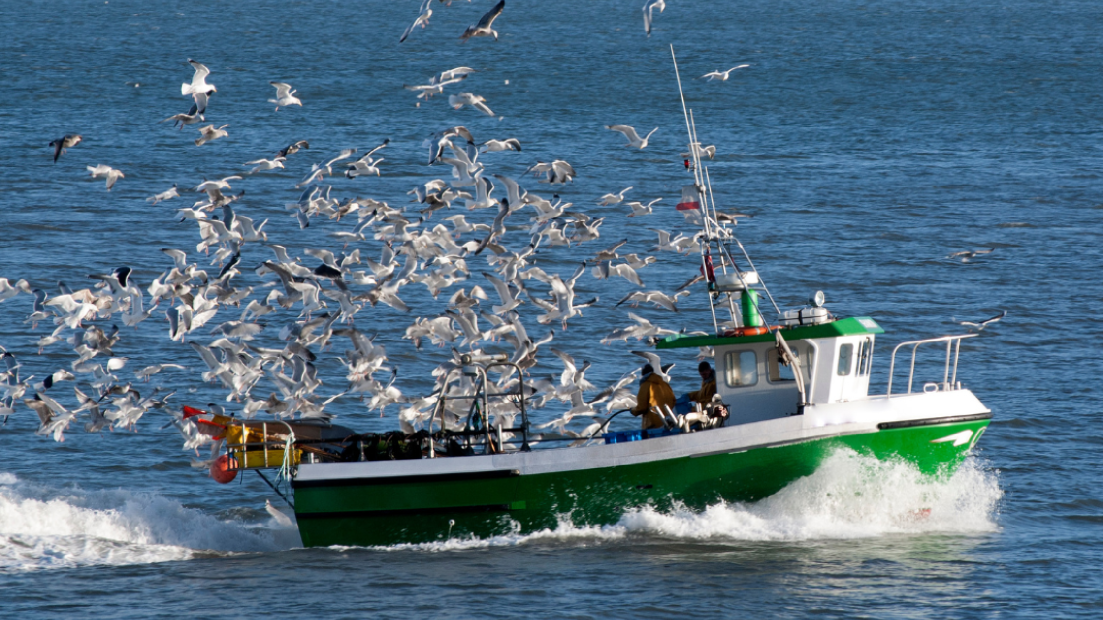 fishing vessel on the open water with a flock of gulls circling